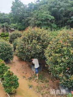 冠幅250厘米红叶石楠球