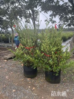 高度100厘米蚊母