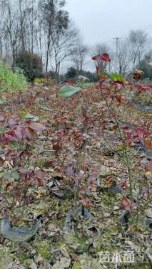 高度35厘米大花月季