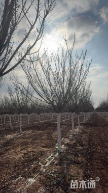 12公分高杆樱花