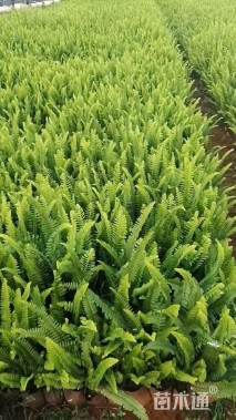 高度25厘米肾蕨