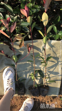 高度25厘米红叶石楠小苗