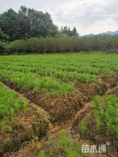 高度20厘米马尾松