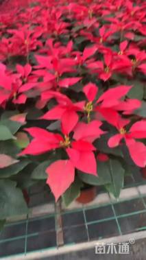 高度40厘米一品红