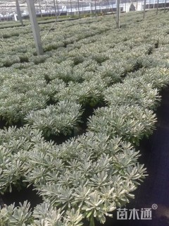 高度20厘米芙蓉菊