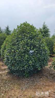 冠幅300厘米红叶石楠球