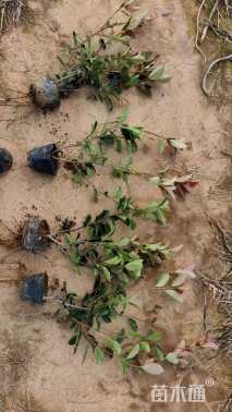 高度50厘米红叶石楠绿篱苗