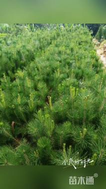 高度50厘米油松