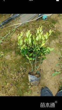 高度30厘米金森女贞小苗