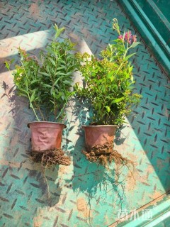 高度25厘米粉花绣线菊