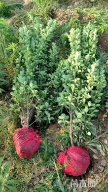 高度180厘米北海道黄杨