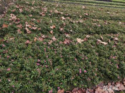 高度25厘米绣线菊