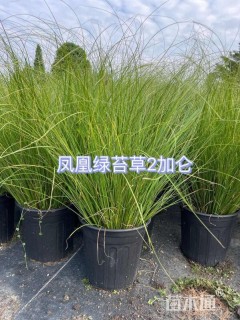 高度40厘米青绿苔草