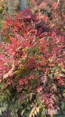 高度25厘米南天竹