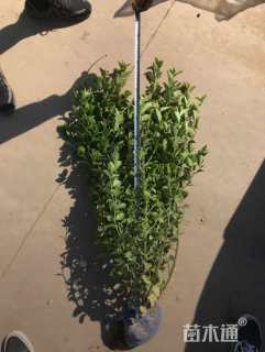 高度60厘米卫矛