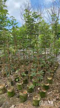 2公分黄花风铃木