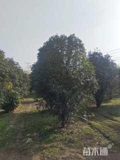 高度400厘米丛生桂花