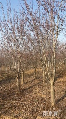 12公分垂丝海棠