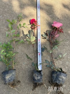 高度30厘米丰花月季