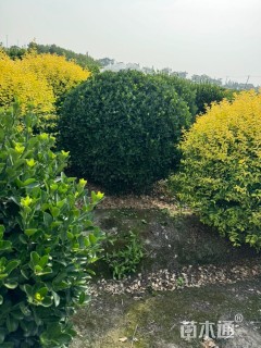 冠幅120厘米大叶黄杨球