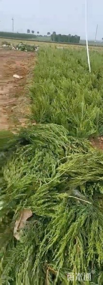 高度40厘米龙柏小苗