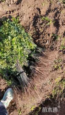 高度50厘米紫穗槐