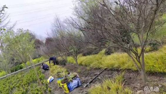 15公分中国红枫