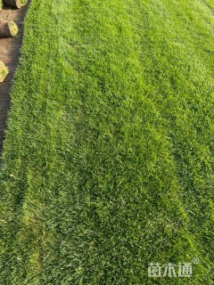 草卷状草皮