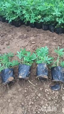 高度15厘米羽扇豆