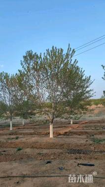 17公分染井吉野樱