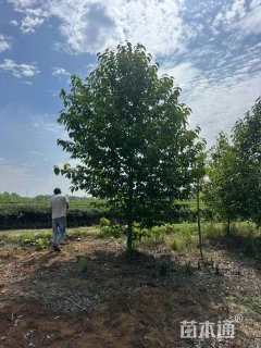 12公分二乔玉兰