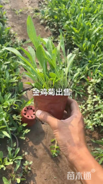 高度40厘米金鸡菊