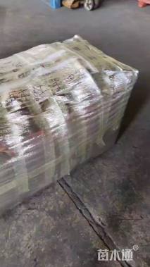 高度60厘米栀子花