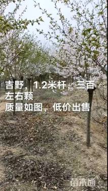 8公分染井吉野樱