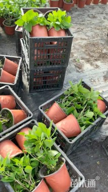 高度30厘米绣球