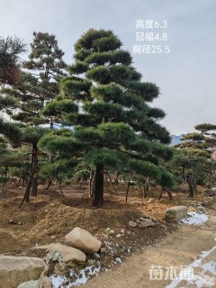 30公分造型黑松