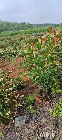 高度100厘米红叶石楠绿篱苗