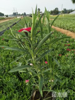 高度20厘米五彩石竹