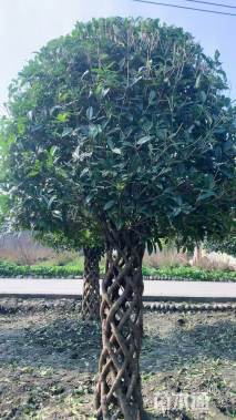 高度458厘米桂花柱子