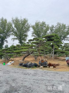 10公分造型黑松