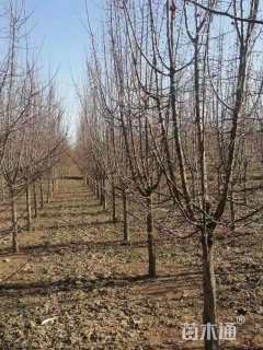 13公分绚丽海棠