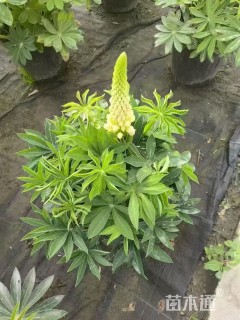 高度30厘米羽扇豆