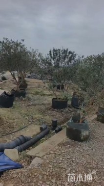 高度100厘米菲油果