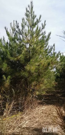 高度2800厘米油松