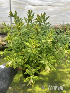 高度40厘米大戟