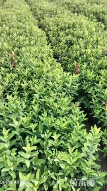 高度30厘米金丝桃