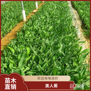 高度60厘米美人蕉