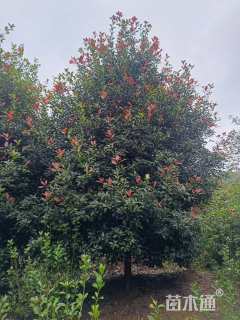 高度450厘米中华石楠