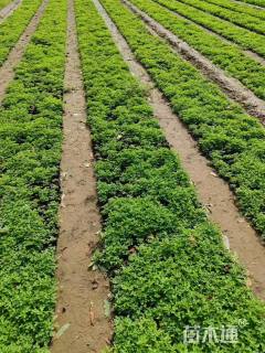 高度50厘米荷兰菊