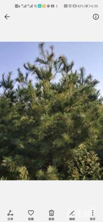 高度350厘米华山松